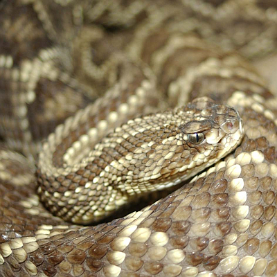 CROTALUS CASCAVELLA